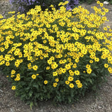Summer Sunshine Coreopsis showing its attractive and sturdy habit