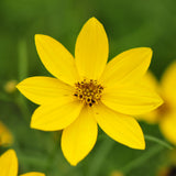 Yellow and daisy-shaped flowers of Zagreb Coreopsis