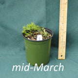 Zagreb Coreopsis in a 4 x 5 in. (32 fl. oz.) nursery container in mid-March