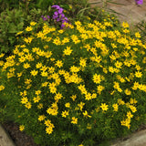 Zagreb Coreopsis flowering at the edge of a path in early summer