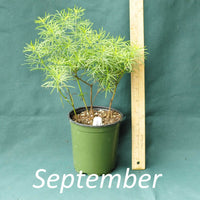 Zagreb Coreopsis in a 4 x 5 in. (32 fl. oz.) nursery container during the month of September