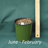 4 x 5 in. (32 fl. oz.) nursery with Clematis crispa cut back for shipping from June through February