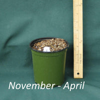 4 x 5 in. (32 fl. oz.) nursery container with a dormant Swamp Milkweed plant from November through April