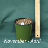 Tephrosia virginiana in a 4x5 in. (32 fl. oz.) nursery container from November through April