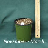 4 x 5 in. (32 fl. oz.) nursery container with a dormant Baptisia Screamin' Yellow plant from November to March