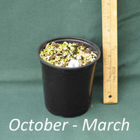 4 x 5 in. (32 fl. oz.) nursery container with a dormant Switchgrass plant from October through April