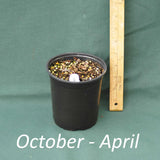 4 x 5 in. (32 fl. oz.) nursery container with a dormant curlyheads plant from October through April