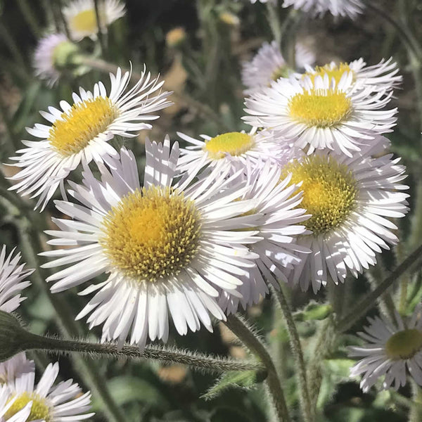 Close up of the daisy-like flowers of Erigeron ‘Lynnhaven Carpet’