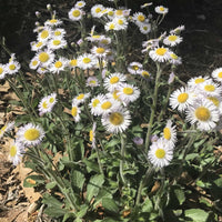 Erigeron ‘Lynnhaven Carpet’ flowering during the month of April