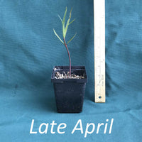 Fewflowered Milkweed in a 4 x 5 in. (32 fl. oz.) nursery container as it starts emerging in late April