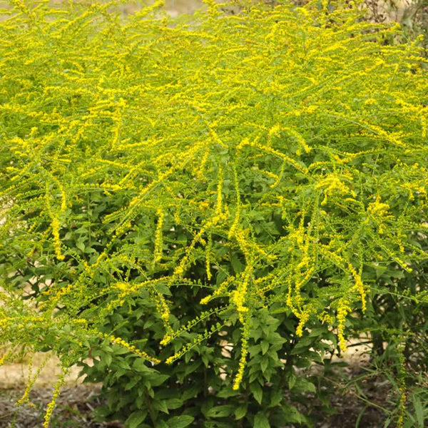 Hundreds of Solidago ‘Fireworks’ flowers explode into bloom in late summer 