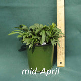 Fireworks Goldenrod in a 4 x 5 in. (32 fl. oz.) nursery container in mid-April