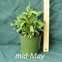 Fireworks Goldenrod in a 4 x 5 in. (32 fl. oz.) nursery container in mid-May