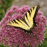 tiger swallowtail feeding on joe pye weed flowers