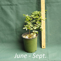 Tephrosia virginiana in a 4x5 in. (32 fl. oz.) nursery container from June through September