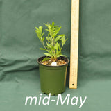 Tephrosia virginiana in a 4 x 5 in. (32 fl. oz.) nursery container in mid-May