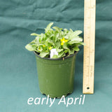 Green and Gold in a 4 x 5 in. (32 fl. oz.) nursery container in early April