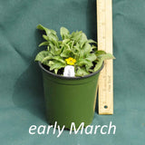 Green and Gold in a 4 x 5 in. (32 fl. oz.) nursery container in early March