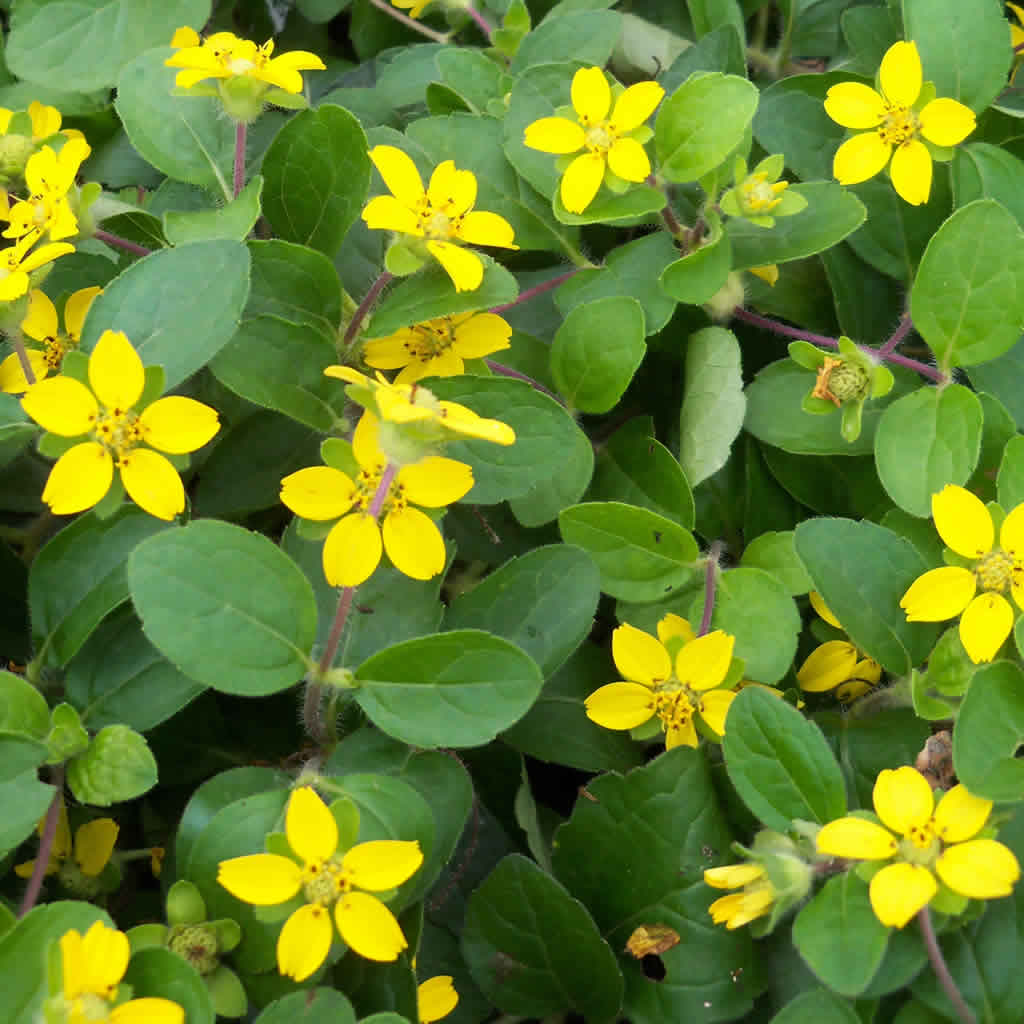 Green and Gold Plants for Sale Online | Growing Wild Nursery