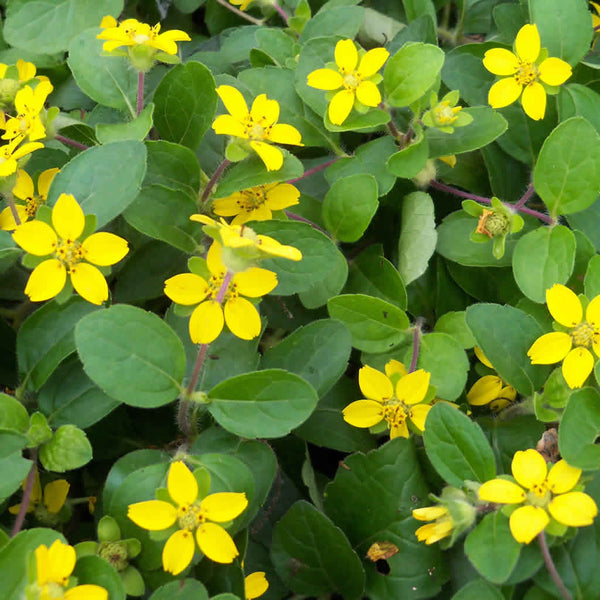 Close up of the yellow flowers on a Green and Gold plant