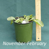 Green and Gold in a 4 x 5 in. (32 fl. oz.) nursery container from November through February
