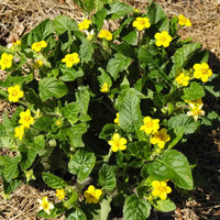 The yellow flowers of Green and Gold stand out against its green leaves