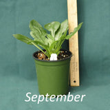 Green and Gold in a 4 x 5 in. (32 fl. oz.) nursery container during the month of September