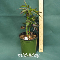 Scarlet Rose Mallow in a 4 x 5 in. (32 fl. oz.) nursery container in mid-May