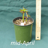 Scarlet Rose Mallow in a 4 x 5 in. (32 fl. oz.) nursery container in mid-April