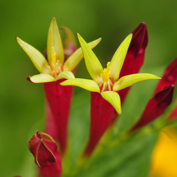 Close up of Indian Pink flowers revealing the yellow star-shaped interior and red outside