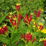 The narrow, red flowers of Spigelia marilandica bloom above its oval-shaped, green leaves