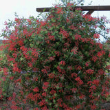Lonicera Major Wheeler plant covered in crimson flowers