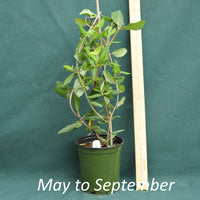 Lonicera sempervirens Major Wheeler in a 4 x 5 in. (32 fl. oz.) nursery container from May through September