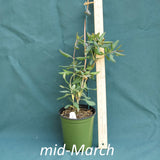 Lonicera Major Wheeler in a 4 x 5 in. (32 fl. oz.) nursery container in mid-March