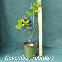 Lonicera Major Wheeler in a 4x5 in. (32 fl. oz.) nursery container between November and February