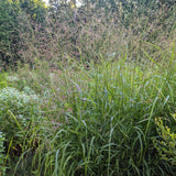 Switchgrass plant flowering in early summer