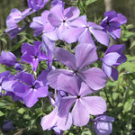 Close up of the flowers of Phlox divaricata 'Blue Moon'