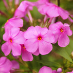 Close up of the flowers on Phlox Carolina 