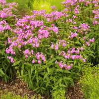 Carolina Phlox displaying its pink-purple flowers during the month of May