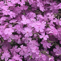 Close up of the bright pink flowers on Phlox nivalis