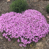 Phlox nivalis growing in a garden and flowering in mid-April