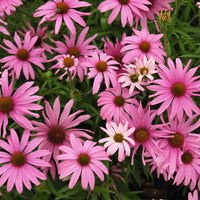 Echinacea 'Public Domain' flowers opening pale pink and turning darker pink as they age