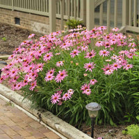 Public Domain Coneflower plant flowering at the edge of a path during the month of June