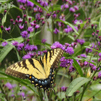 Tiger swallowtail butterfly feeding from the purple flowers of ironweed