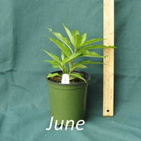 Purple Pillar Ironweed in a 4 x 5 in. (32 fl. oz.) nursery container in June