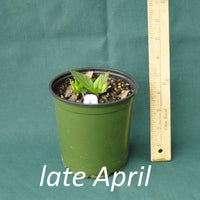 Purple Pillar Ironweed in a 4 x 5 in. (32 fl. oz.) nursery container in late April