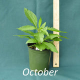 Purple Pillar Ironweed in a 4 x 5 in. (32 fl. oz.) nursery container during October
