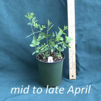 Purple Smoke False Indigo plants in a 4 x 5 in. (32 fl. oz.) nursery container in mid-late April