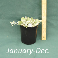 Pussytoes in a 4 x 5 in. (32 fl. oz.) nursery container between January and December 