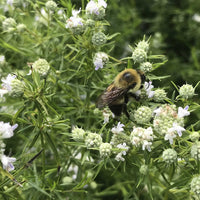 Bumblebee gathering nectar from the flowers of narrow leaf mountain mint